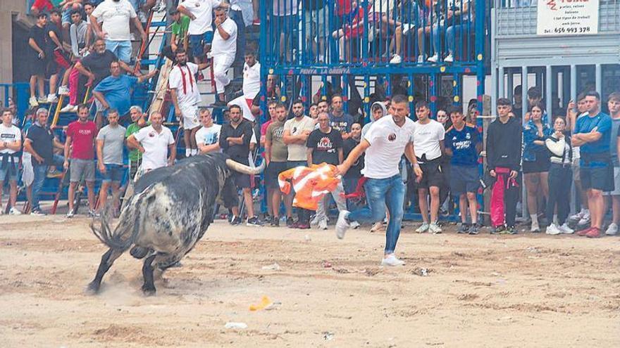 Fiestas de la Misericòrdia: Burriana desafía al mal tiempo y celebra el ‘bou per la vila’ con éxito de afluencia