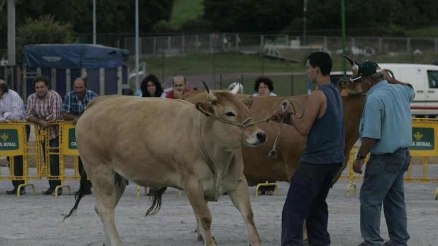 Un momento del certamen de ganado del pasado año en las instalaciones de Balbín.