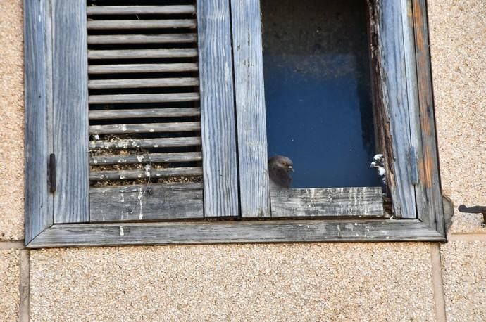 Casa abandonada llena de palomas en Ingenio