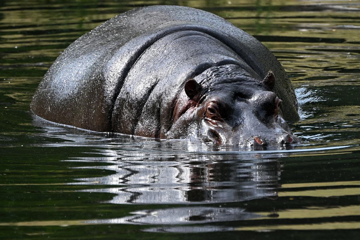 Fotografía de un hipopótamo.