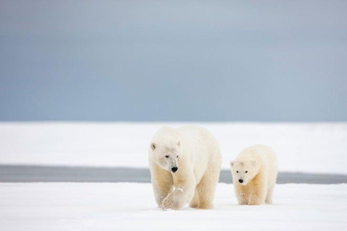 Osos polares en el Refugio Nacional de Vida Salvaje del Ártico en Alaska, (EE.UU.)