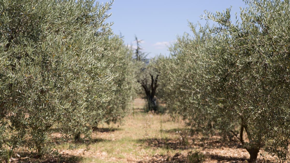 Plantación de olivos antes de la recogida