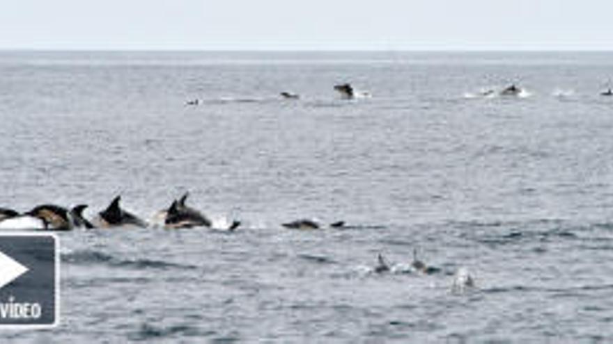 Una manada infinita de delfines custodia las Cíes