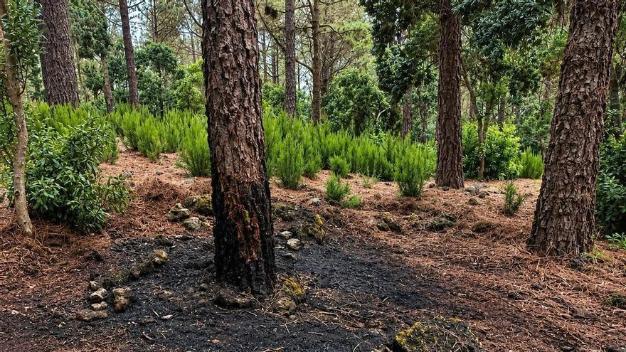 Prisión provisional para un hombre por intentar provocar un incendio forestal en El Tanque, Tenerife