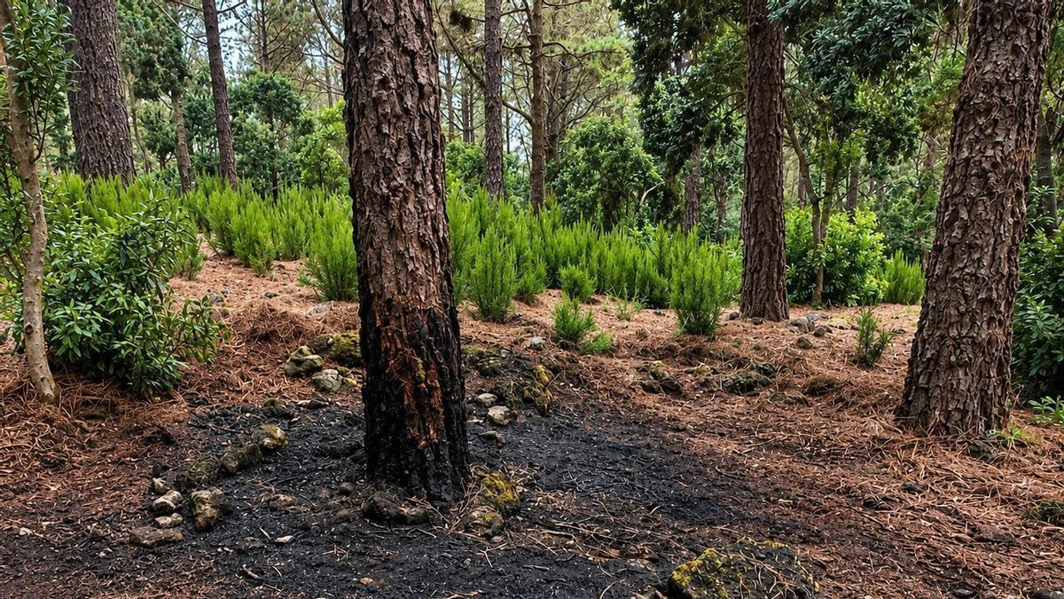 Lugar en el que el hombre enviado a prisión intentó provocar un incendio este martes 18 de agosto en los altos de El Tanque.