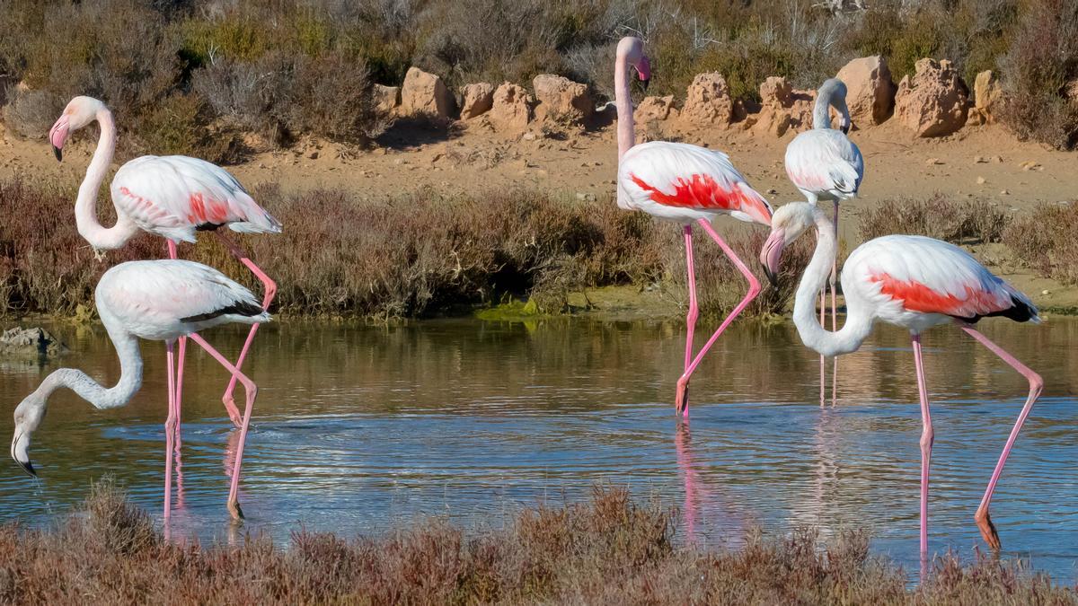 Flamencos en el Parque Natural de ses Salines