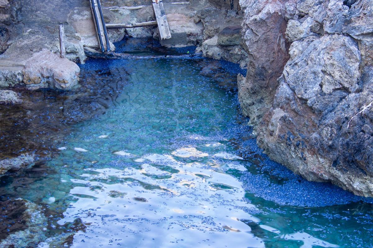 Medusas velero en Ibiza