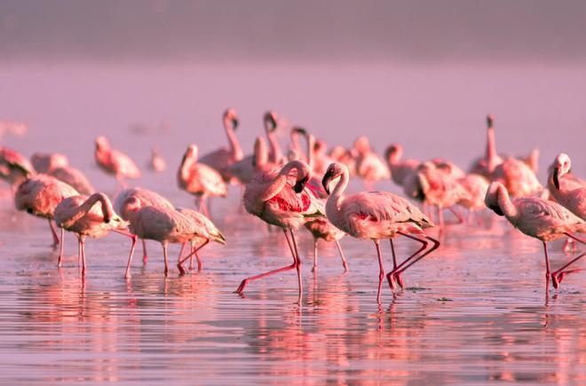 Flamencos en la laguna rosa de Torrevieja