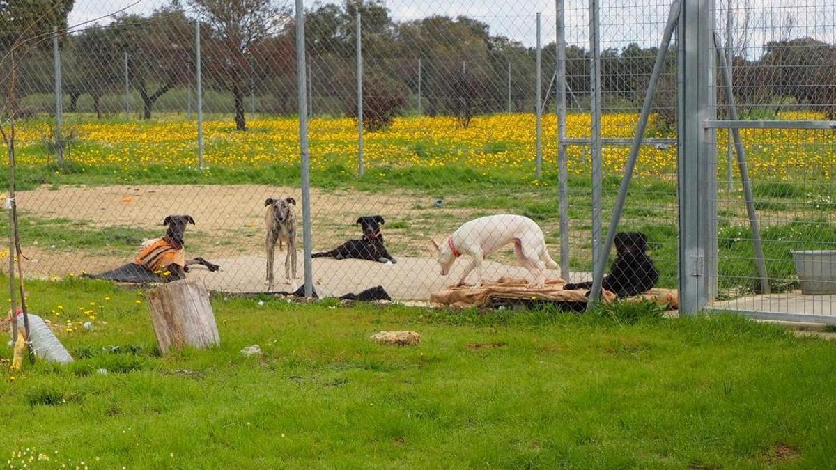 Perros abandonados, a la espera de encontrar un nuevo hogar en las instalaciones de la Asociación.