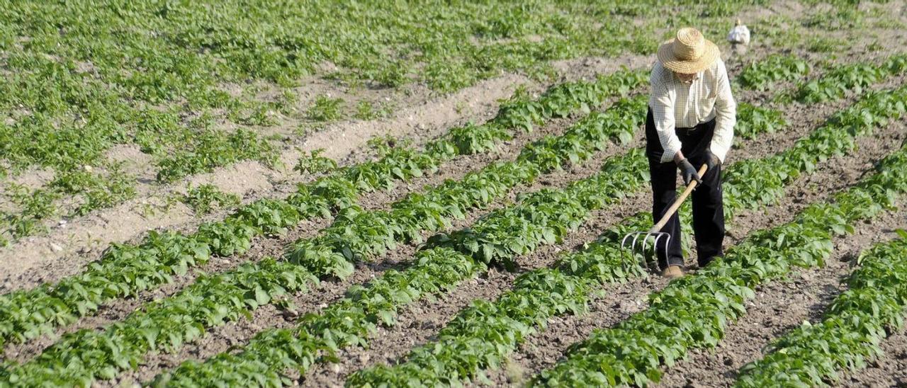 Un agricultor trabaja en un campo de patatas en una finca de Dozón. / BERNABÉ/JAVIER LALÍN