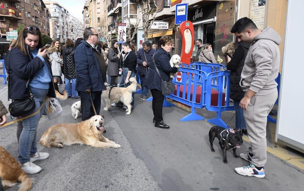 Así ha sido la bendición de animales por San Antón en Murcia
