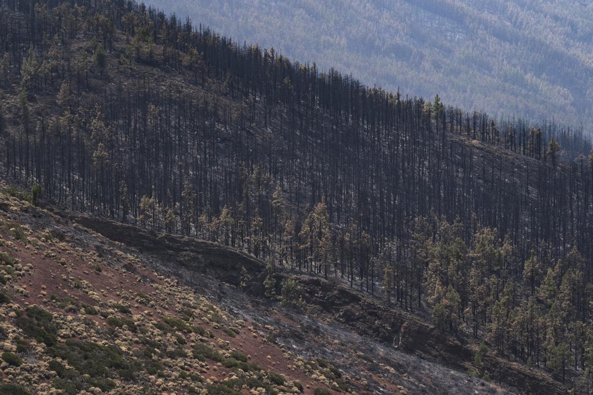 Estabilizado el incendio de Tenerife