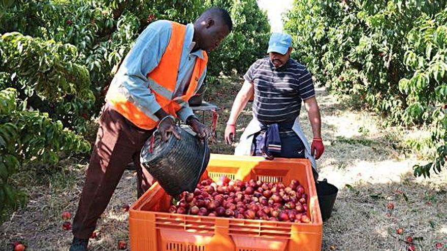 Temporers recollint mandarines en una finca agrícola de Soses