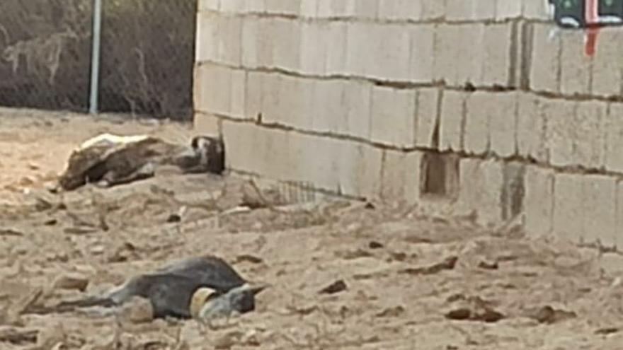 Cadáveres de ovejas y cabras y condiciones insalubres: investigan maltrato animal en Alhama