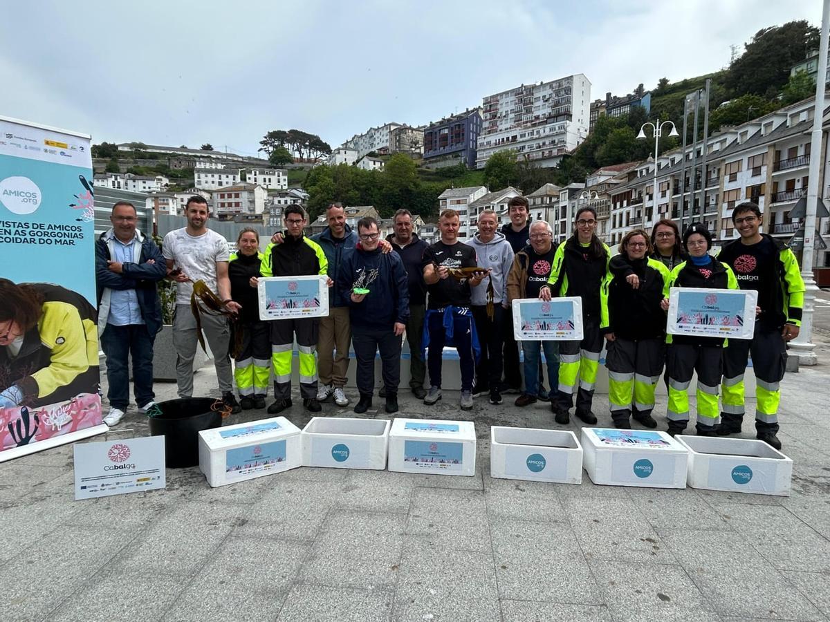 En imágenes: así fue la suelta de 500 laminarias en la costa de Luarca En imágenes: así fue la suelta de 500 laminarias en la costa de Luarca