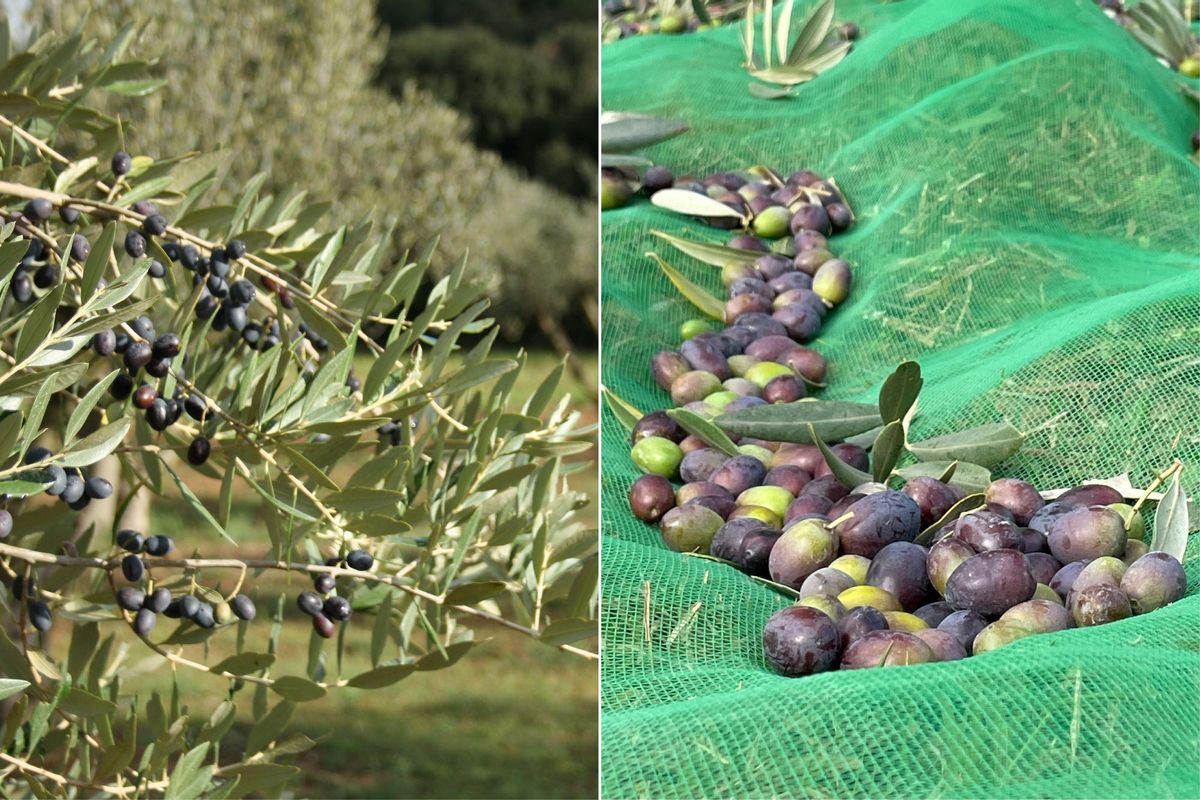 Oliveres de Mas l'Arbreda