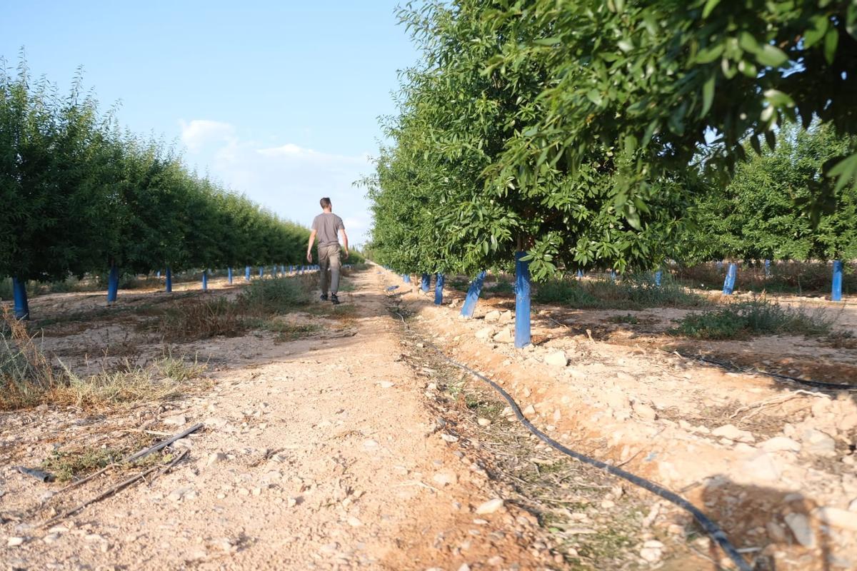 Una finca de almendros de regadío del Medio Vinalopó.