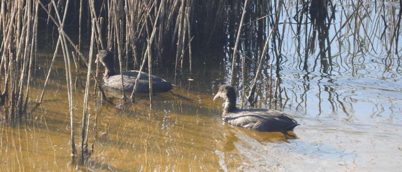 De zona contaminada a reducto de aves protegidas