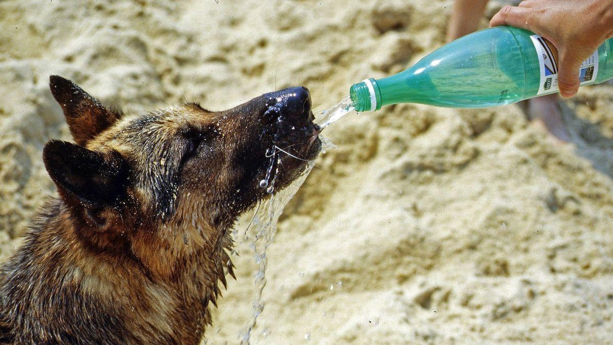 Un pastor alemán bebe agua de un botellín.