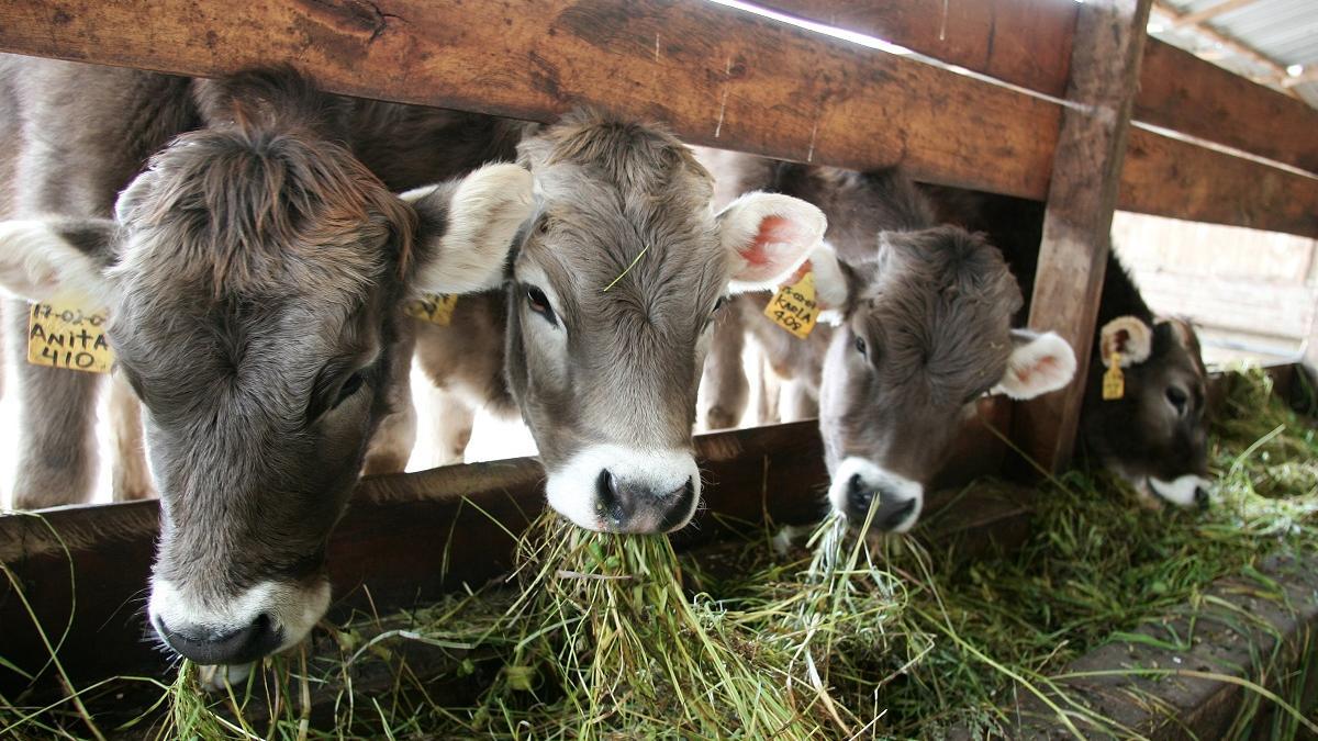 El CSIC desarrolla un proyecto para reducir las emisiones de la ganadería