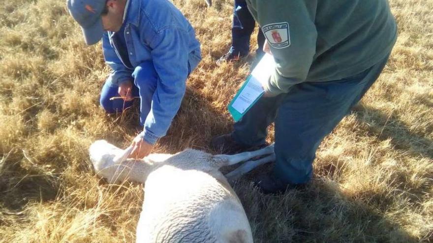 Un ganadero y un agente medioambiental observan una oveja atacada por el lobo en Sayago.