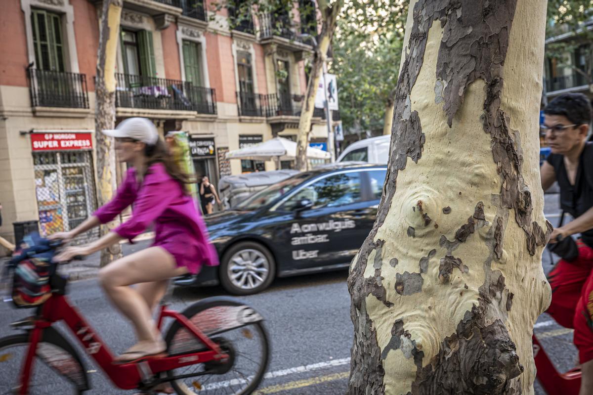 Los plátanos de Barcelona pierden su corteza