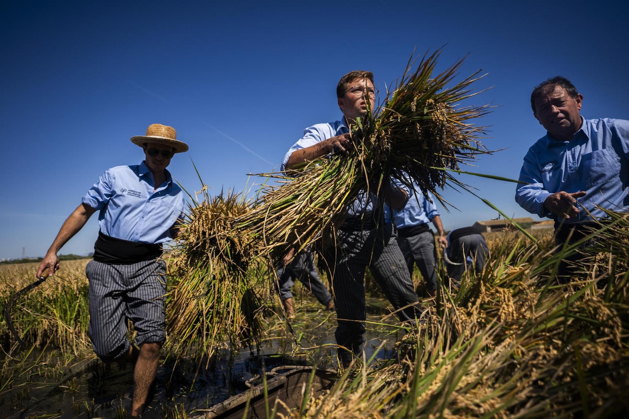 La Sega de l'Arròs en València este fin de semana.