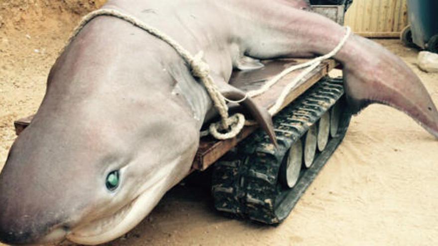 Hallados dos tiburones en aguas de Benidorm y l´Alfàs del Pi.