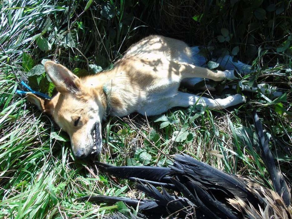 Perro y buitre colgados en Lena