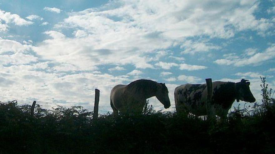 Solicitan 6 años por distribuir carne de equino como de vacuno en Castellón