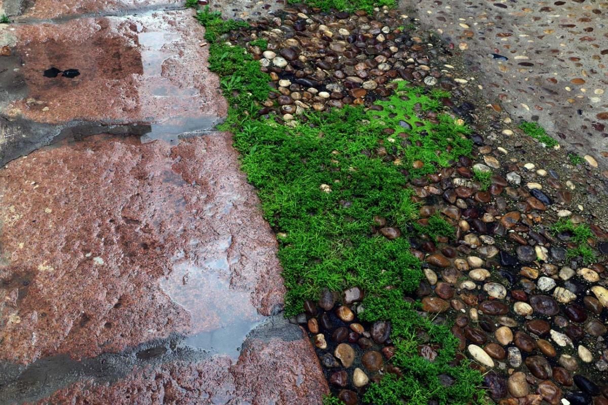 El día en el que reinó el verde