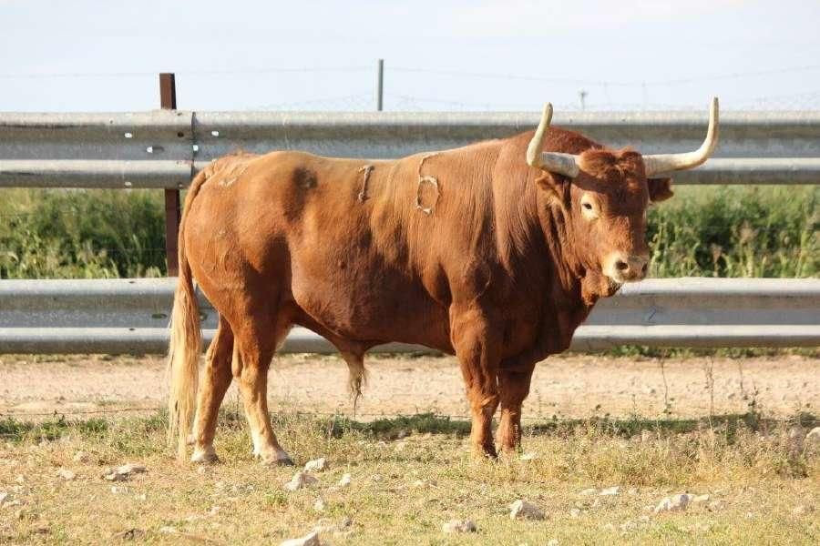 Toro Enmaromado 2017: Razonador