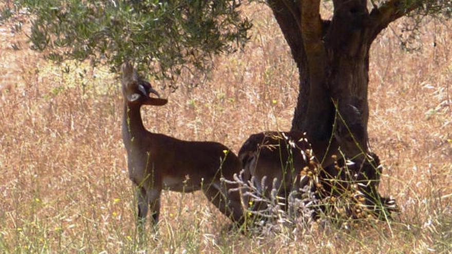 Muflones y cabras montesas destrozan cosechas en las comarcas del interior