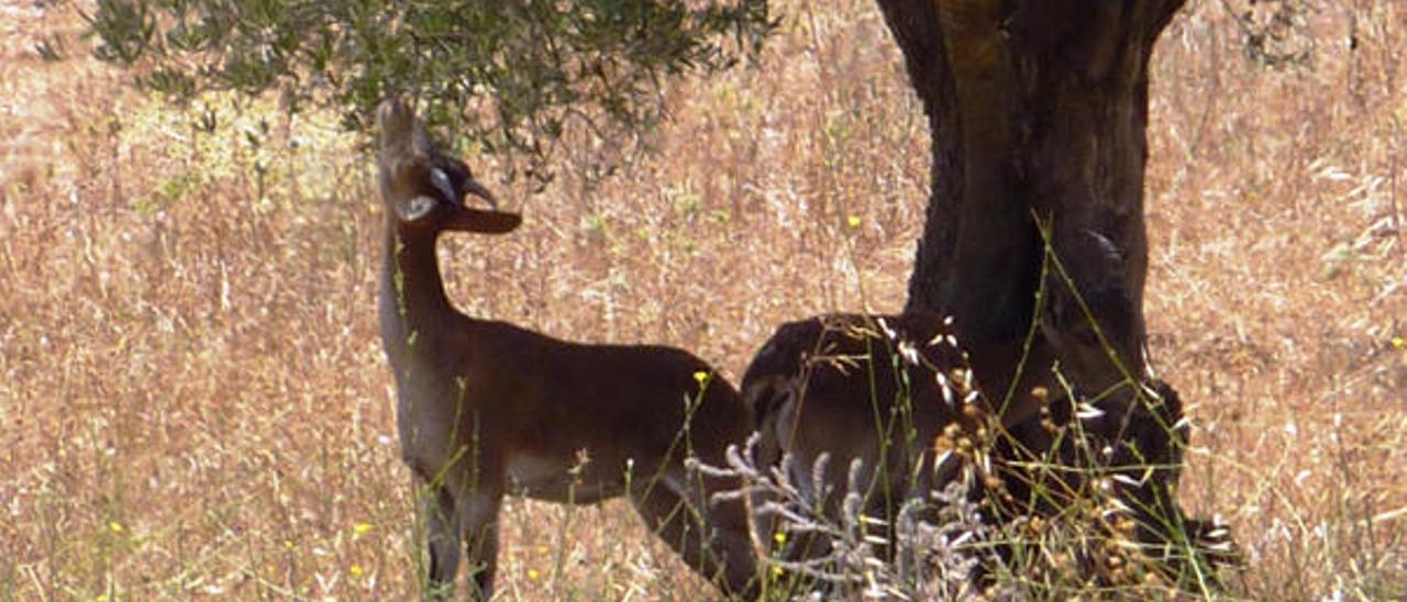 Muflones y cabras montesas destrozan cosechas en las comarcas del interior