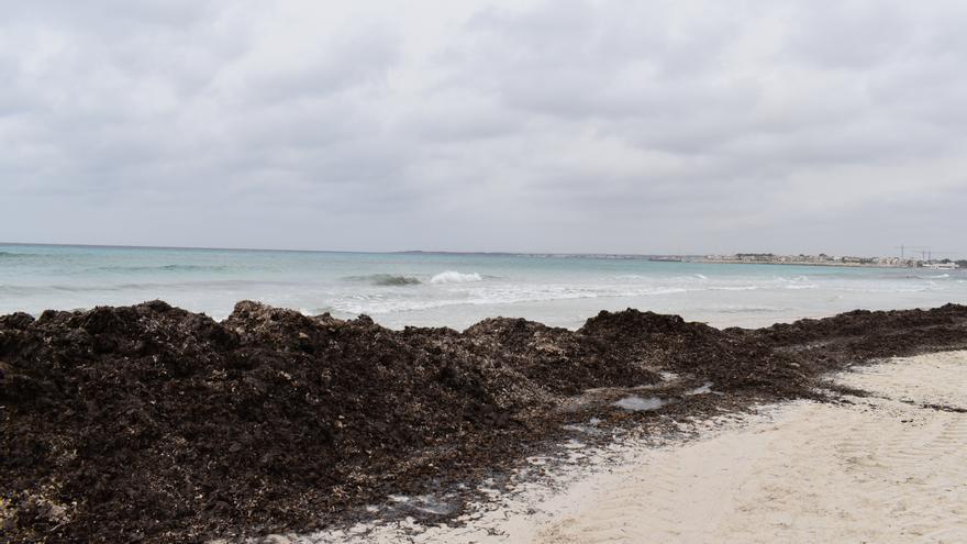 Drones para vigilar la posidonia y controlar la evolución de las dunas en es Trenc