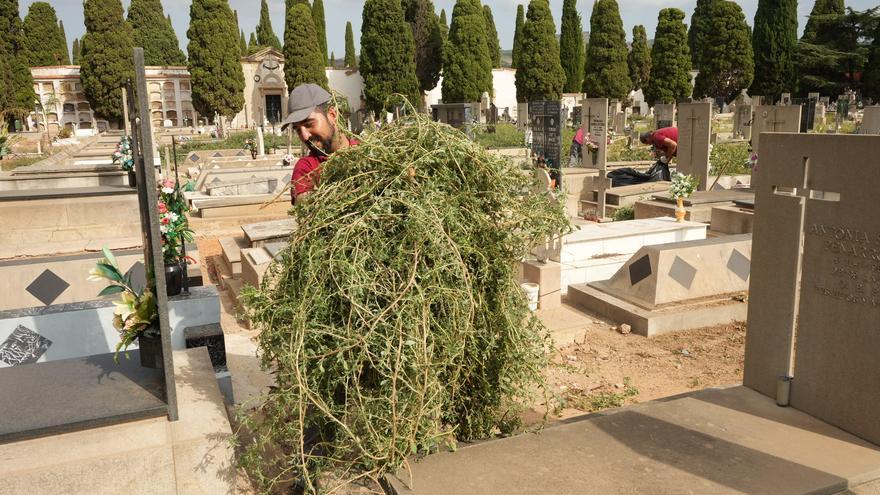 Castelló intensifica la fumigación y la limpieza en el cementerio