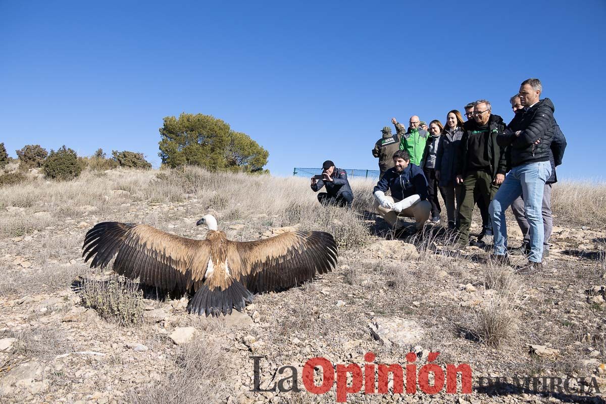 Suelta de dos buitres leonados en la Sierra de Mojantes en Caravaca