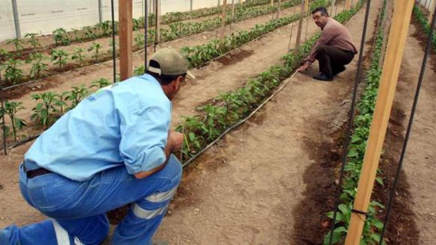 El riego por goteo abre nuevas posibilidades de trabajo en el campo de Elche.