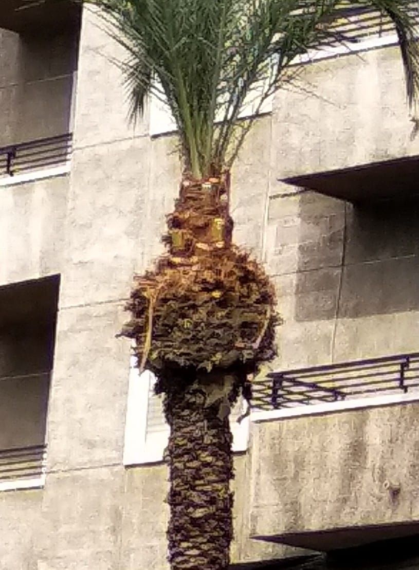 La palmera podada