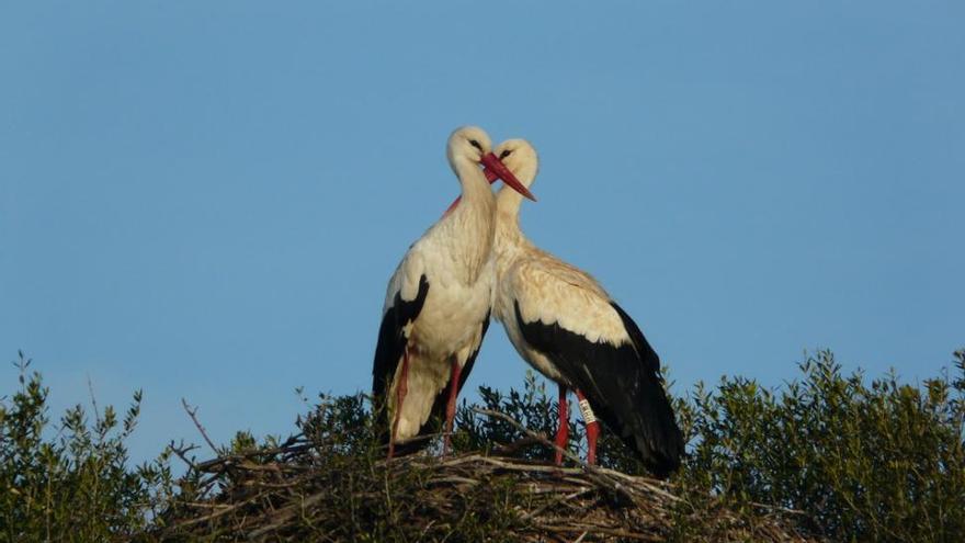 Encontrados restos de insecticidas en huevos de aves en Doñana