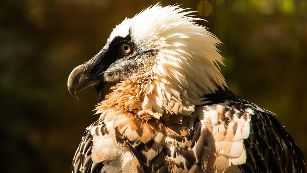 El quebrantahuesos vuelve a reinar en los cielos de Ordesa.