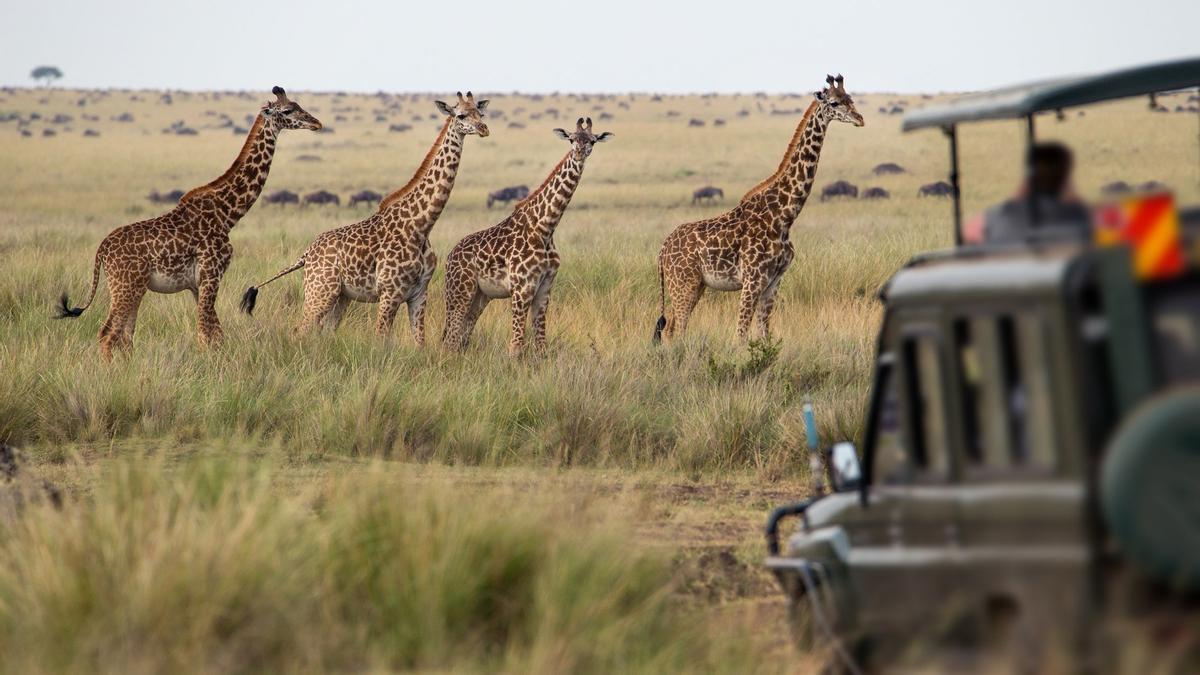 Kenia, safari masai Mara