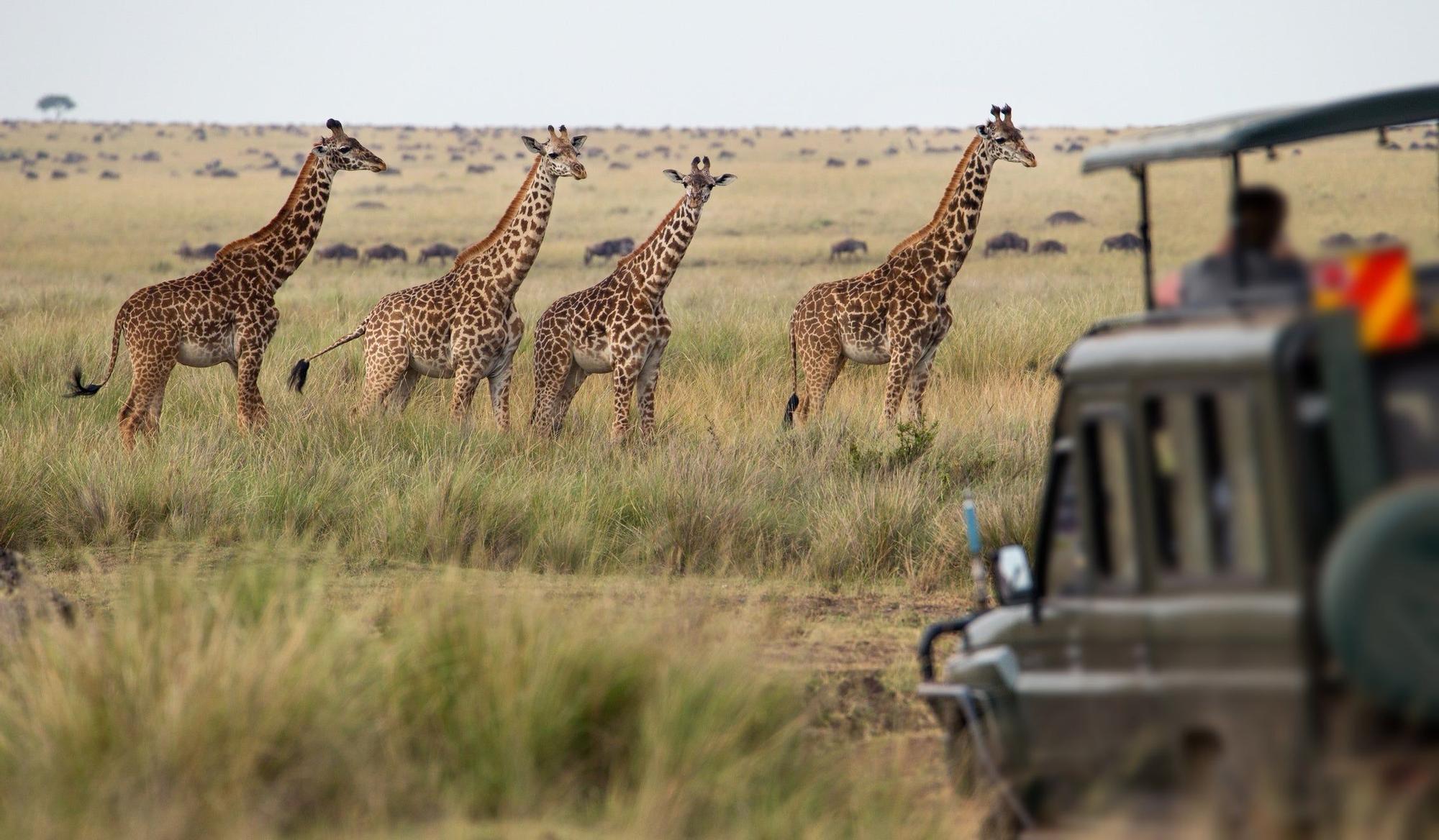 Kenia, safari masai Mara