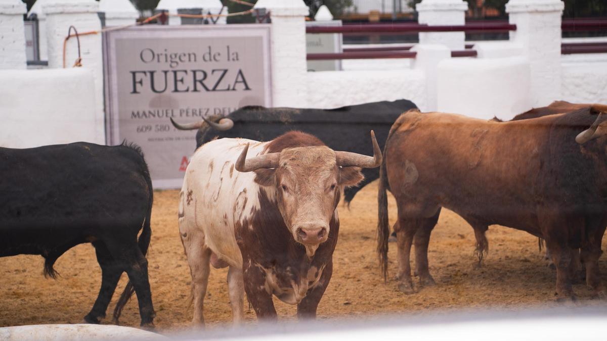 Los primeros toros llegan a la Venta de Antequera