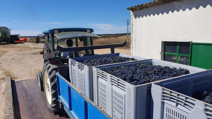 Pesaje de uvas de la variedad tempranillo en la báscula municipal de Villanueva de Campeán. | Cedida