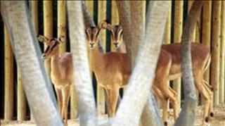 Nacen en el Zoo de Barcelona dos crías de impala de cara negra