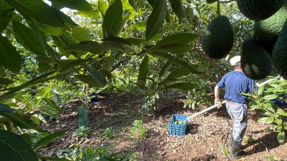 Un productor en una de las fincas de aguacates de la Axarquía