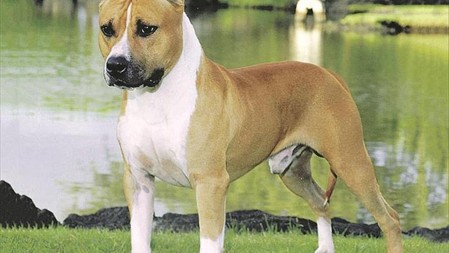Solo la mitad de perros peligrosos de Vila-real están en el censo municipal