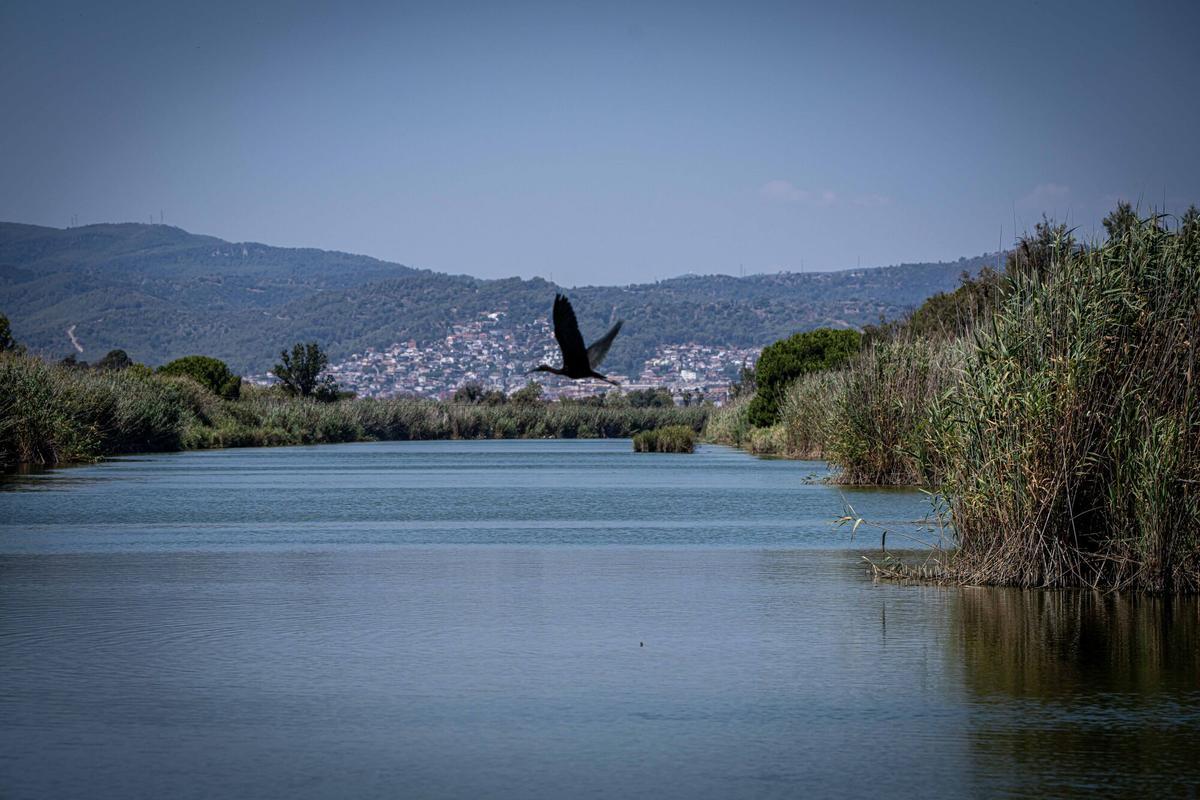 Vista desde la Torre Mirador de Cal Francès de la desembocadura de la riera de Sant Climent y la playa de Viladecans, en el delta del Llobregat, donde está previsto aplicar crecidas controladas inspiradas en el modelo del río Ebro para favorecer el aporte de sedimentos en la desembocadura. A 5 de agosto de 2026. Sociedad. AUTOR: MANU MITRU