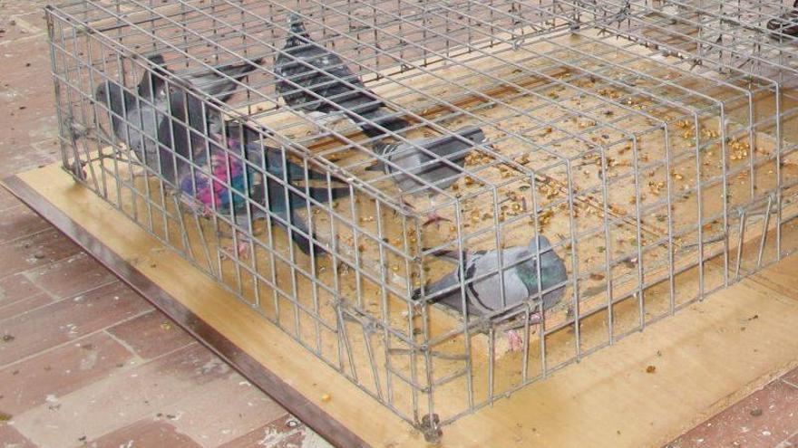 Capturadas 3.300 palomas en dos meses